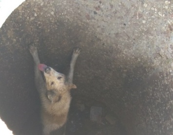 "Люди, будьте людьми". В Донецке спасли собаку, запертую в канализационном люке (фото)