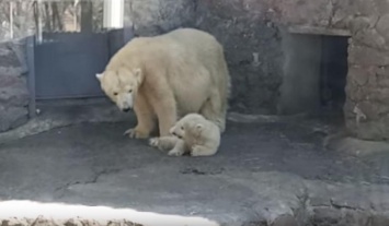 В Николаевском зоопарке Зефирка приучает белого медвежонка к вниманию посетителей