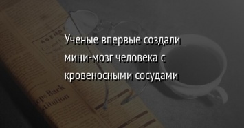 Ученые впервые создали мини-мозг человека с кровеносными сосудами