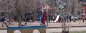На Намыве детскую площадку окружили агрессивные собаки