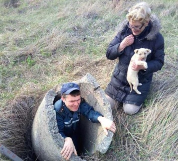 В Бердянске за сутки спасли щенка и собаку, провалившихся в колодец