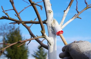 Белить известью деревья в Одессе отныне запрещено