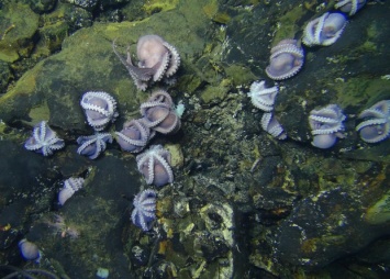 Исследователи нашли на дне Тихого океана детский сад глубоководных осьминогов