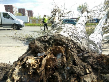 Древопад в Днепре: упавший тополь перекрыл три полосы движения