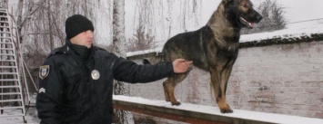 О высшей миссии собак. Как живется служебным псам в Чернигове