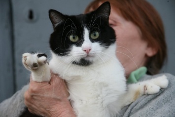 Кошечка, приносящая удачу: в Днепре волонтеры нашли кошку с необычными лапами