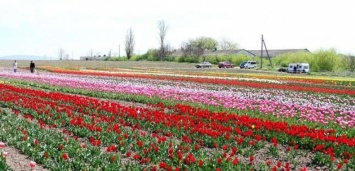 На Буковине расцвел почти гектар тюльпанов всех оттенков. Фото
