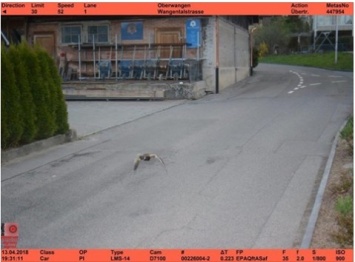 В Швейцарии утки два раза попались на камеры наблюдения за превышение скоростного режима на трассе