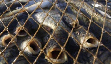 Браконьеры области опустошают рыбные запасы Десны