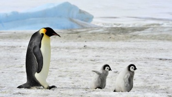 Ученые обнаружили сходство в структурах колоний пингвинов и двухмерного состояния вещества