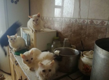 Жительница Запорожья достала соседей своими котиками (Фото)