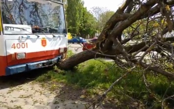 В Одессе троллейбус снес дерево (ФОТО)