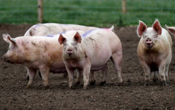 Ученые сумели восстановить функции мозга свиней, отсеченного от тела