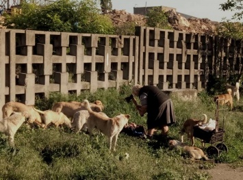 В Николаеве на Херсонском шоссе бабушка кормит свору собак, которые нападают на домашних питомцев