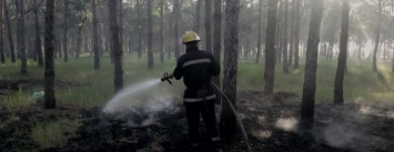 На Херсонщине лесной пожар спровоцировали отдыхающие