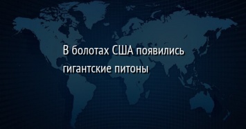 В болотах США появились гигантские питоны