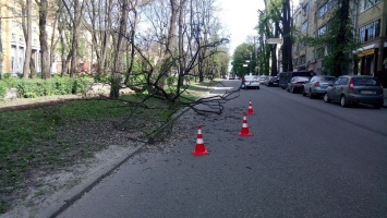 Древопад в Днепре: в центре огромная ветка акации упала на проезжую часть