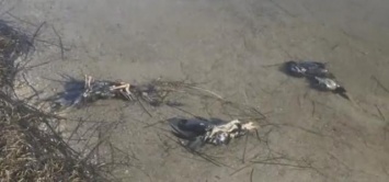 На побережье Азовского моря в Мариуполе обнаружено много мертвых птиц (Фото)