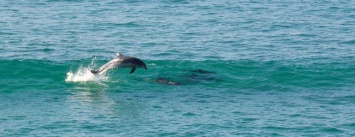 В Мариупольском порту резвятся дельфины (ВИДЕО)