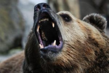 Смертельное селфи: В Индии медведь разорвал мужчину, за попытку сделать с ним фото 21+