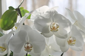 Орхидеи в доме: приметы и суеверия