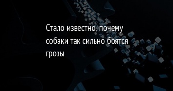 Стало известно, почему собаки так сильно боятся грозы