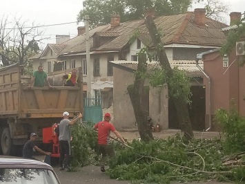 Николаевцы возмутились обрезкой зеленых деревьев по ул Шоссейная