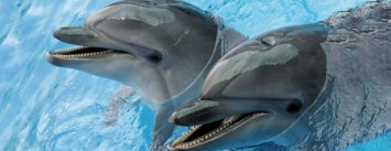 У одесских дельфинариев хотят отобрать животных, - ФОТО
