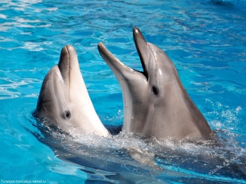 Дельфинов в Одесской области будут отправлять на реабилитацию