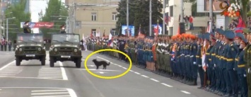 В оккупированном Донецке во время парада «министра обороны ДНР» курировала собачка (ФОТО)