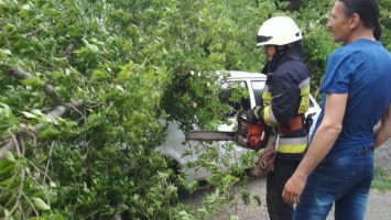 В Днепре упавшие деревья повредили автомобили