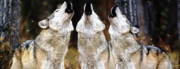 В Одессе семья приютила волка и выгуливает его по улицам на поводке, - ФОТО