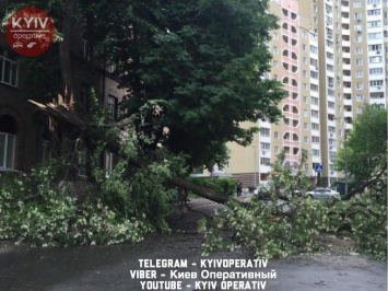 В Киеве шквальный ветер валит деревья