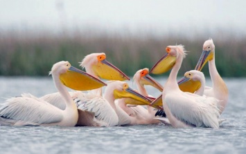 Розовые пеликаны обживаются на Херсонщине