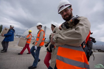 200 щенков из Чернобыльской зоны отчуждения отправят в США