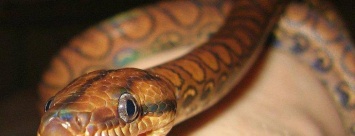 Шок! В Мариуполе жительница многоэтажки обнаружила змею в постели