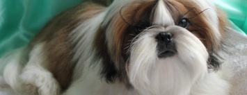 Любовь за деньги: ТОП-10 самых дорогих собак Каменского