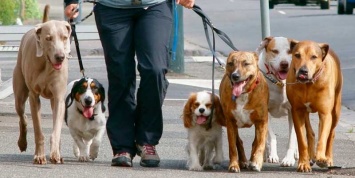 Кто не убирает - платит: владельцев собак ждут новые штрафы
