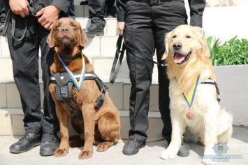 Финал Лиги чемпионов в Киеве будет охранять 100 служебных собак (ВИДЕО, ФОТО)