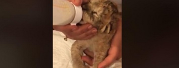 В Бердянске в зоопарке родились две львицы и капуцин - от него отказалась мама, - ВИДЕО
