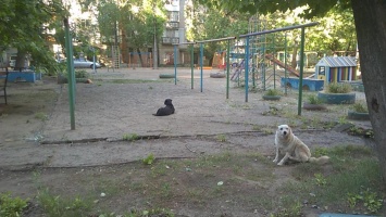 В Николаеве возле подъезда многоэтажки собака напала на женщину