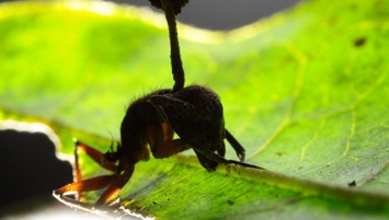 Ученые открыли новую удивительную способность "зомби"-грибка муравьев