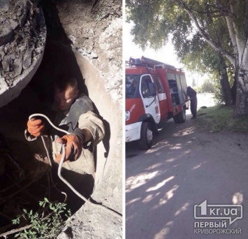 Криворожские пожарные спасли собаку