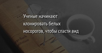 Ученые начинают клонировать белых носорогов, чтобы спасти вид