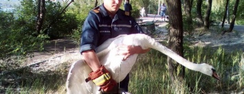 Как пожарные Днепра спасали раненного лебедя, - ФОТО