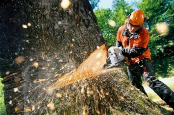 На Днепропетровщине приговорили молодого дровосека за 24 дерева
