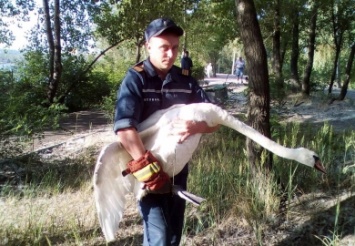 В Днепре сотрудники ГСЧС спасли лебедя