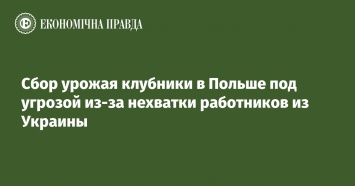 Сбор урожая клубники в Польше под угрозой из-за нехватки работников из Украины