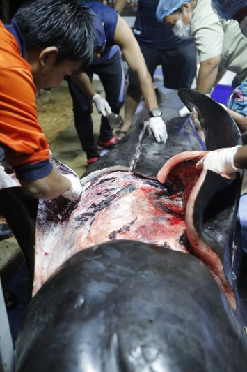 В Таиланде пластиковый мусор привел к гибели гигантского кита