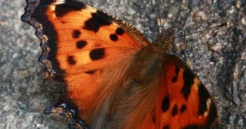 В Киеве зафиксировали аномальное нашествие бабочек (ФОТО)